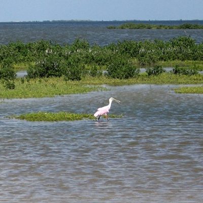 Shallow coastal wetland along the Galveston Gulf Intracoastal Waterway, with patches of green marsh vegetation and a roseate spoonbill wading in the foreground.
