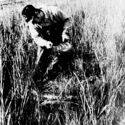 Black-and-white photograph of a person crouching among dense high salt marsh grasses while examining or handling material at the marsh surface.