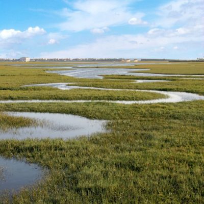 Coastal wetland with winding shallow water channels surrounded by dense green marsh vegetation beneath a blue sky.