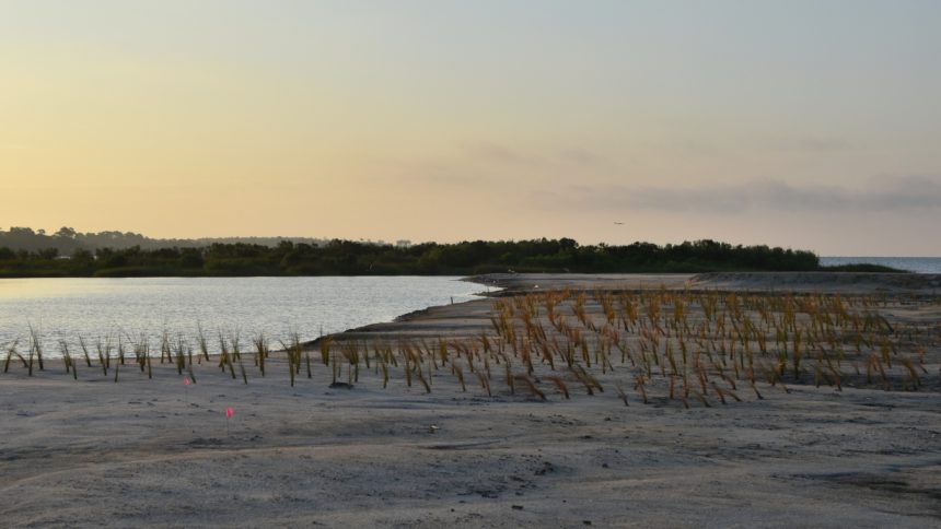 Newly planted marsh grasses grow in placed sediment along the shoreline at the Lightning Point restoration site.
