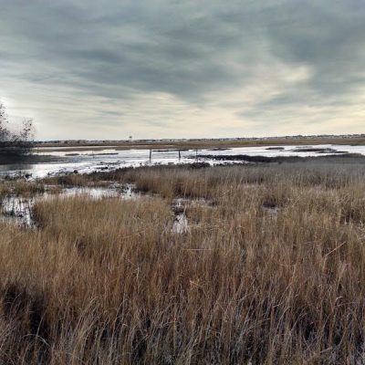 Sediment slurry is sprayed across a vegetated tidal marsh during thin layer placement operations.