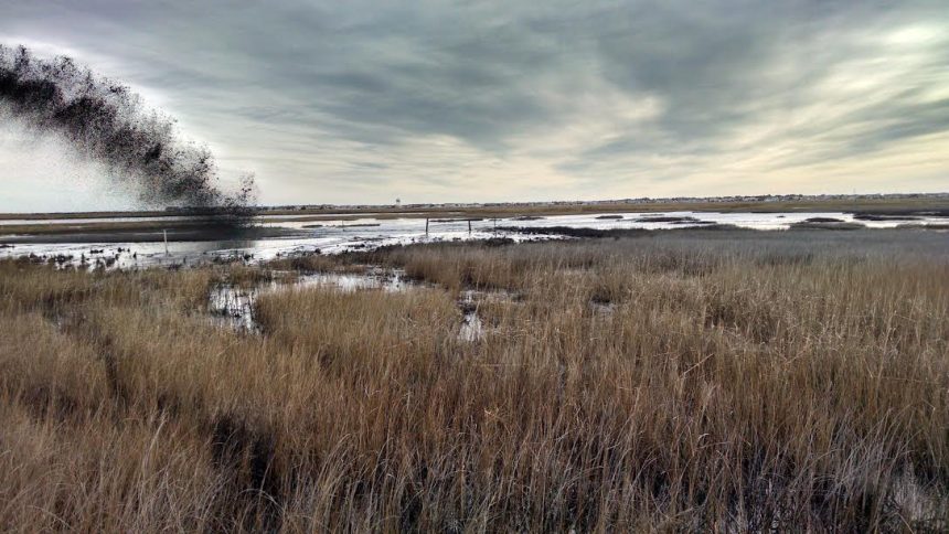 Sediment slurry is sprayed across a vegetated tidal marsh during thin layer placement operations.