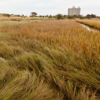 Salt marsh with dense golden-brown grasses and a narrow tidal channel, with industrial structures visible in the distance.