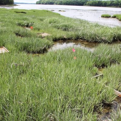 Grassy tidal marsh with winding shallow channels, marked research plots and colored flags, bordered by open water and a forested shoreline.
