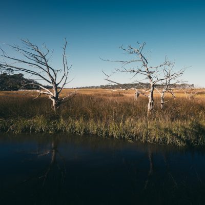 Leafless trees rise above dense marsh grasses beside a tidal creek under a clear blue sky.