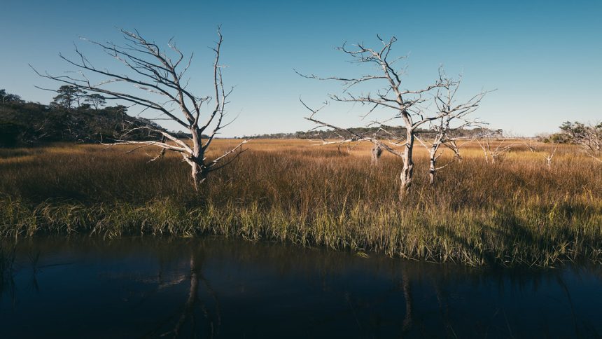 Leafless trees rise above dense marsh grasses beside a tidal creek under a clear blue sky.