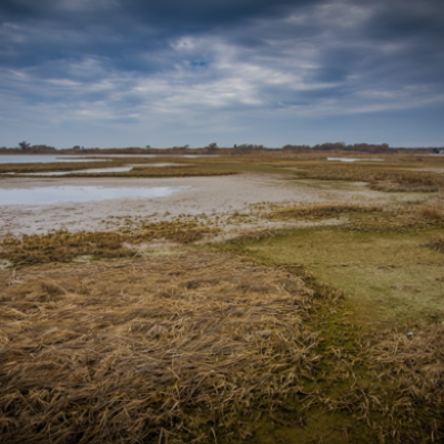 Coastal salt marsh with shallow pools of water, low grasses, and exposed wetland areas beneath a cloudy sky.
