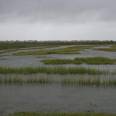 Coastal marsh with patches of emergent grasses separated by shallow open water under an overcast sky.