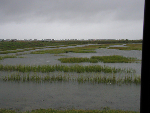 Coastal marsh with patches of emergent grasses separated by shallow open water under an overcast sky.