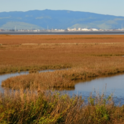San Francisco Bay salt marsh with winding tidal channels through golden-brown vegetation, with hills and industrial development visible in the distance.