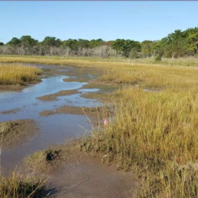 Winding tidal creek flows through a broad golden salt marsh bordered by trees beneath a clear blue sky.