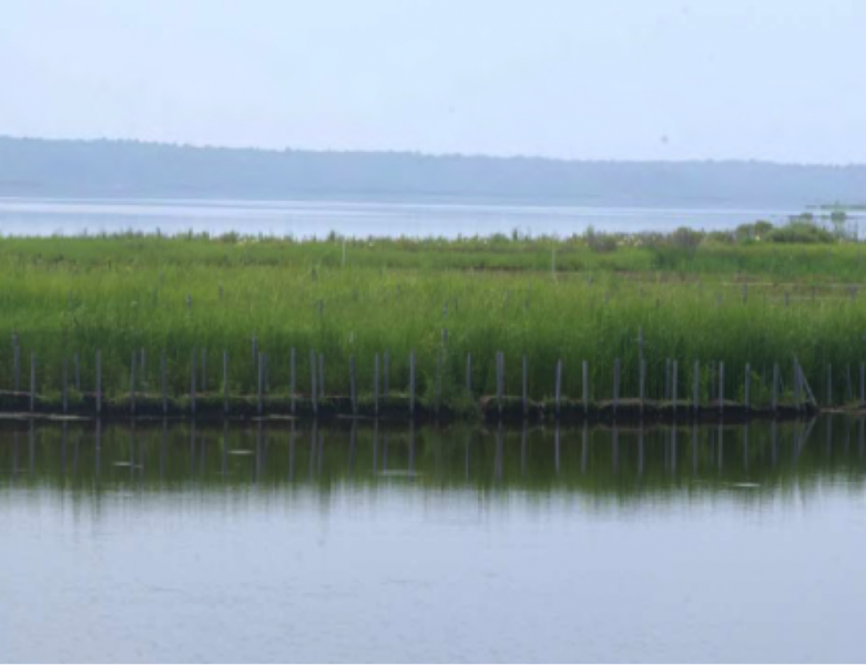 Wetland Restoration