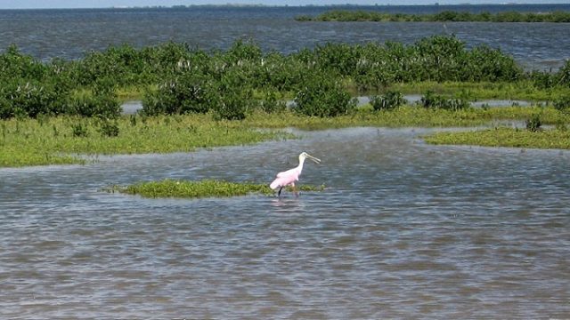 Shallow coastal wetland along the Galveston Gulf Intracoastal Waterway, with patches of green marsh vegetation and a roseate spoonbill wading in the foreground.