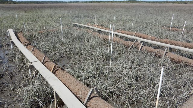 Experimental plots in a coastal marsh containing dense grasses, with narrow wooden walkways, rows of coir logs, stakes, and monitoring markers extending across the wetland.