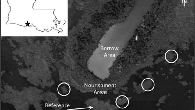 Grayscale aerial image of a Louisiana coastal wetland showing a sediment borrow area, several circled nourishment areas, and a reference area. An inset map marks the site’s location in southern Louisiana; a north arrow and 100-meter scale are included.
