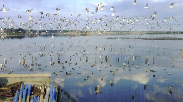Large flock of birds flying over and resting in a shallow flooded marsh, with rows of newly established vegetation or planting markers visible in the water and their reflections across the surface.