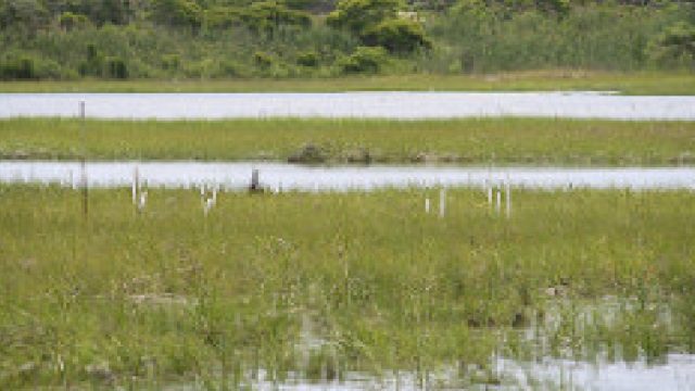 Vegetated tidal marsh with shallow water channels running through dense green grasses and several white monitoring stakes marking experimental plots.