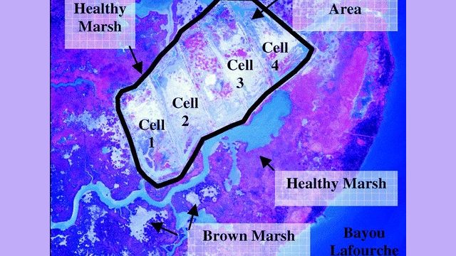 False-color aerial image of a coastal marsh near Bayou Lafourche showing an outlined experimental area divided into four cells, surrounded by areas labeled healthy marsh and brown marsh.