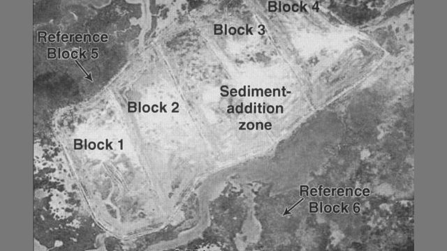 Grayscale aerial image of a wetland experiment showing a central sediment-addition zone divided into Blocks 1–4, with Reference Blocks 5 and 6 in adjacent marsh areas and a 0.55-kilometer scale bar.