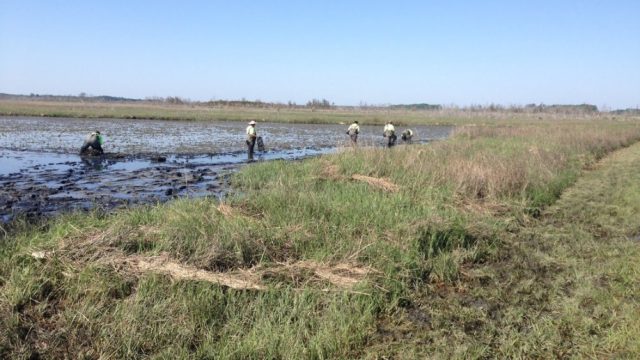 Field crew working in a shallow, muddy marsh restoration area, with several people spaced across the flooded site planting or tending vegetation. Dense marsh grasses border the work area under a clear blue sky.